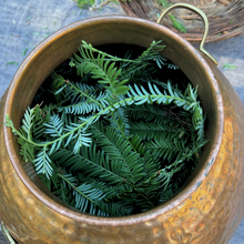 Load image into Gallery viewer, Redwood Hydrosol